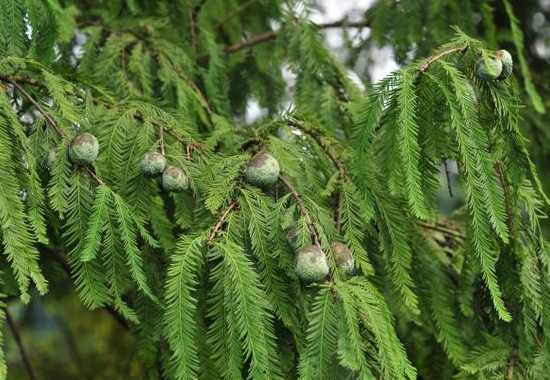 水杉落羽杉区别是什么 水杉和落羽杉的区别是什么 水杉盆景怎么养
