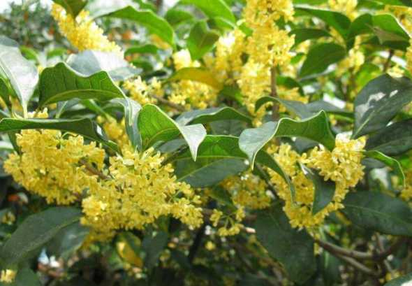 桂花换土注意什么意思 桂花换土时间和方法