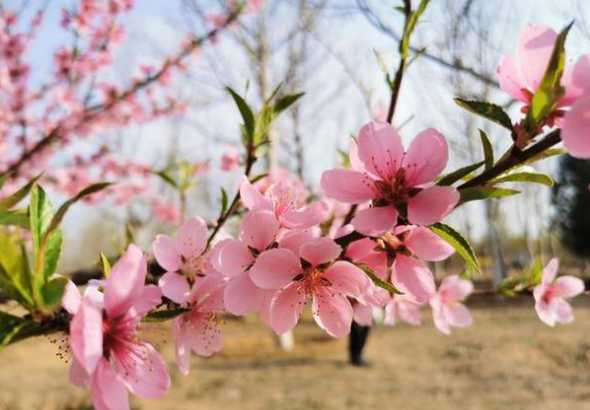 桃花春天是长什么样子 春天的桃花怎么描写
