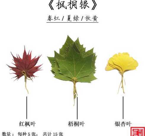 法国梧桐和银杏哪个好 上海哪个公园好玩求分享