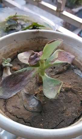玉露叶子掉了怎么补救 多肉植物 玉露的叶子烂了怎么办