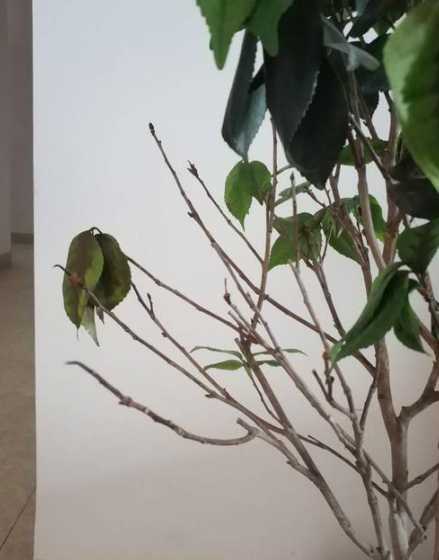茶花为什么叶片不立着 茶花叶片发卷,是什么原因