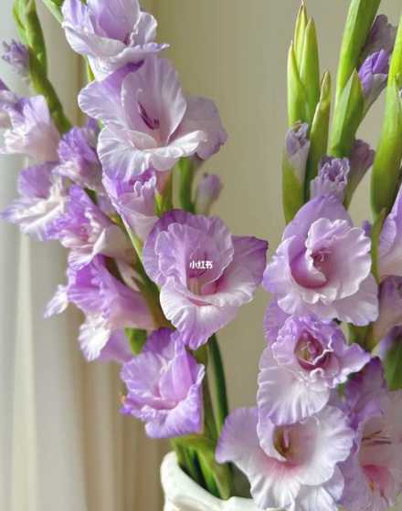 目前鲜花剑兰什么价格 教师节送什么盆栽好