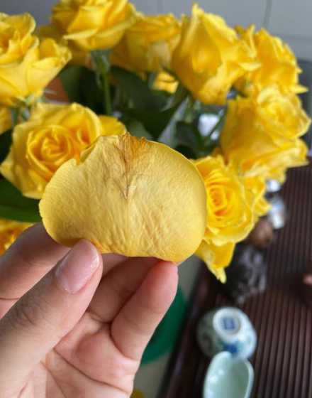 晒玫瑰花瓣为什么发黄 玫瑰花花瓣发黄软烂是什么原因