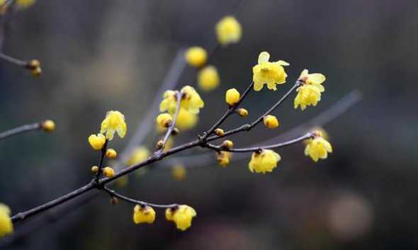种腊梅花是在什么季节 腊梅是什么季节开