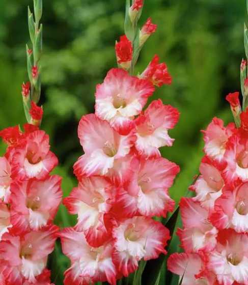 粉色唐菖蒲花语是什么 不同颜色唐菖蒲花语