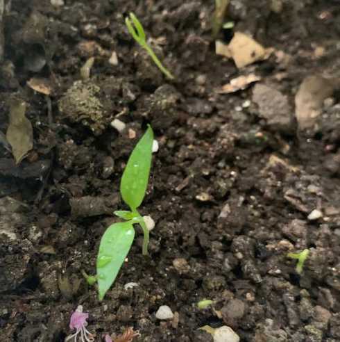 辣椒籽不催芽怎么种植 辣椒不催芽几天出苗