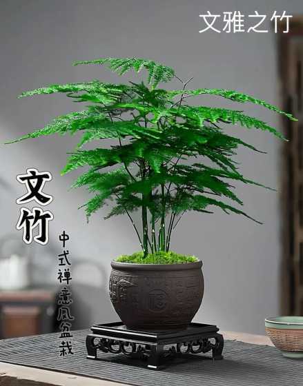 文竹对家庭有什么好处 为什么家里养文竹对风水不好 家里养文竹的好处