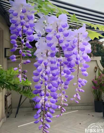 紫藤花在哪里适合种植 紫藤花适合什么气候种植 多花紫藤在什么季节种植