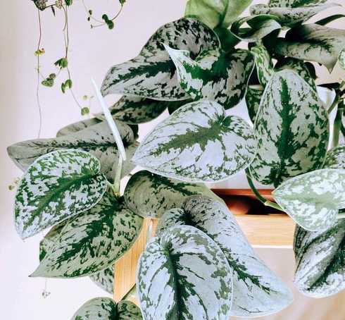 什么植物露养不用浇水 夏天哪些多肉不用浇水