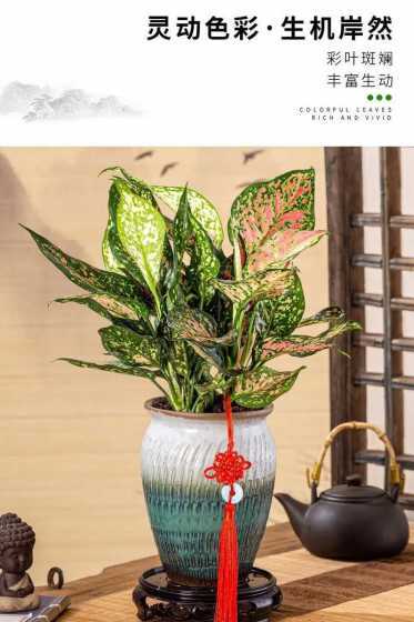 如意皇后花有什么特点 如意皇后花开花寓义