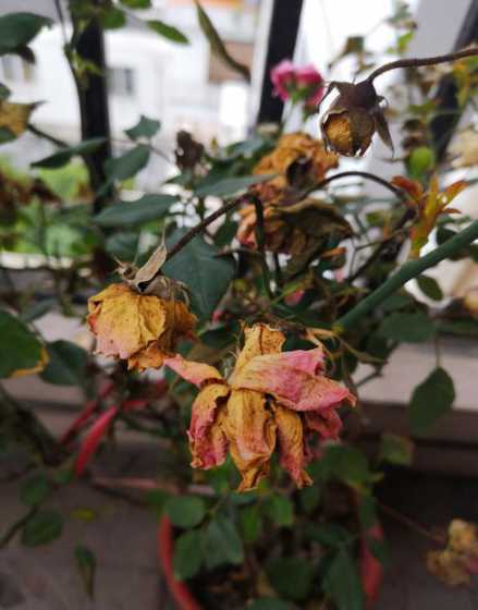 花草放在家门口怎么枯了 为什么屋里的花草叶子变黄枯死