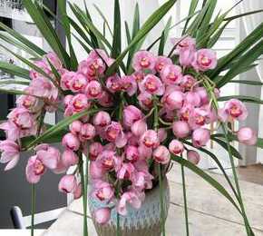 大棵蕙兰用什么盆栽好 兰花适合用多大的盆