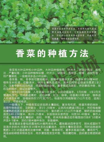 香菜怎么种才不会开花 刚长三寸的小香菜为啥就长梗子要开花结子