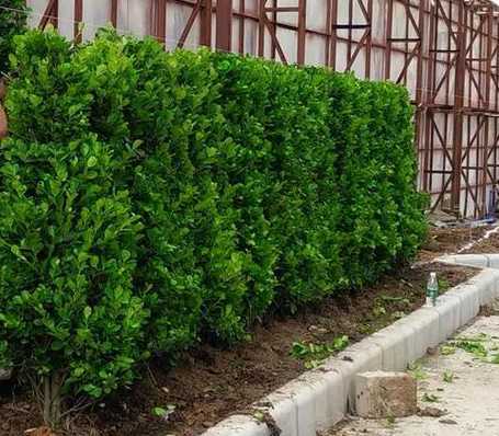 上海种植绿蓠用什么好 米兰在庭院做绿蓠好还是黄杨好