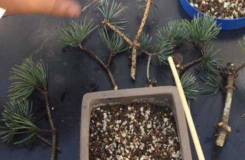 什么时候修剪松树不好 松树松针什么时候修剪松树松针啥时候修剪