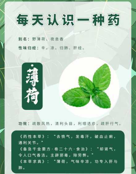 薄荷为什么可以驱虫吗 薄荷可以驱蚊驱虫吗 薄荷的功效作用