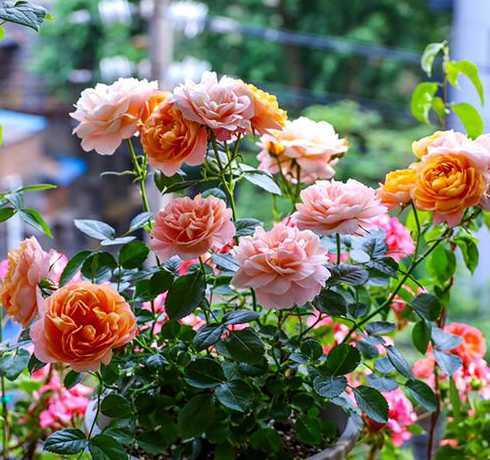 阳台养月季什么品种好 适合阳台养的月季品种是什么