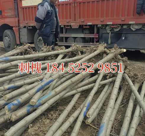 刺槐树多少钱一方木材 刺槐树根雕茶几