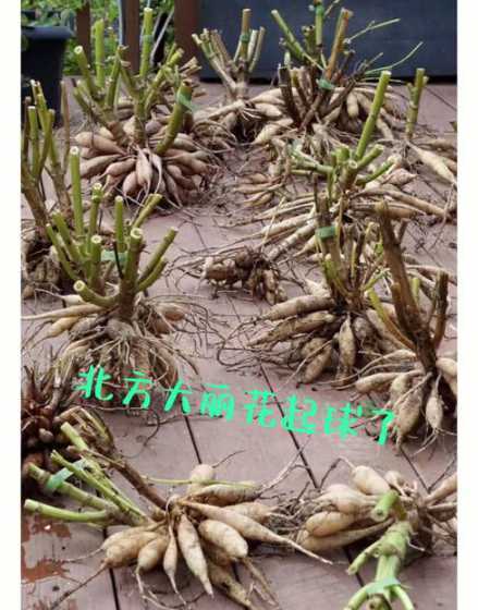 大丽花的根茎怎么过冬 大丽花怎么过冬