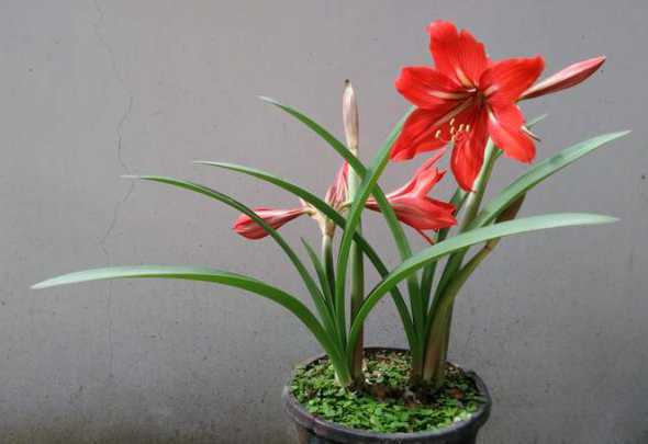 朱顶红什么品种叶子短 怎样使朱顶红的叶子变短 朱顶红养殖方法