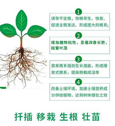 怎么能让自己快速生根 如何让植物快速生根