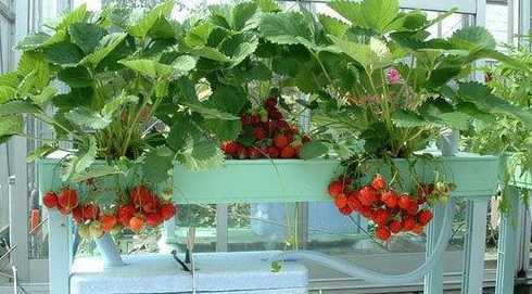 阳台草莓怎么种植盆栽 盆栽草莓怎样种植(阳台草莓盆栽栽培技巧)