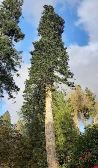 什么树可以种植在冷水 南方庭院适合种什么植物