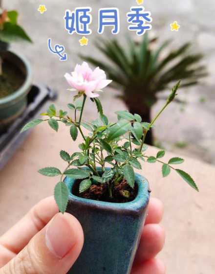 月季混合养要注意什么 月季花的养殖方法和注意事项大全 月季花如何养殖