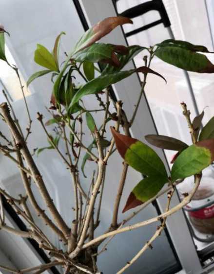 桂花干叶尖是怎么回事 桂花老叶子干尖怎么办