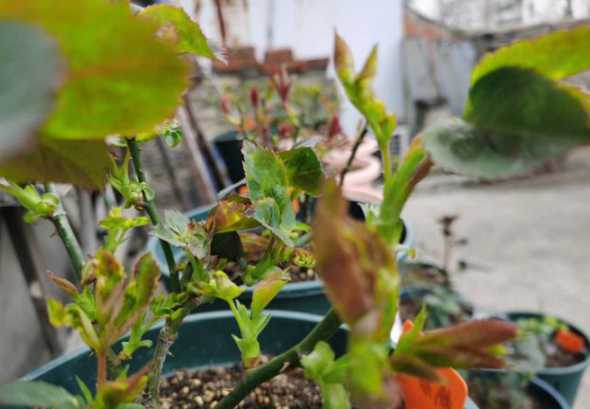 月季冬天发芽怎么处理 月季花发芽后怎么处理