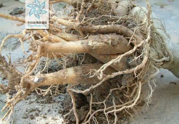 沙漠玫瑰什么季节提根 沙漠玫瑰怎么提根