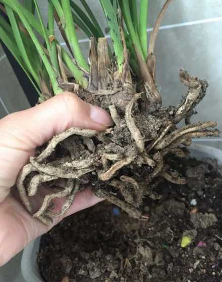 新栽的花为什么烂根呢 养花时盆和土都很透气,为什么还是烂根了