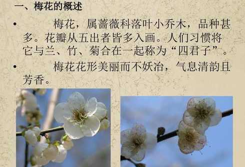 梅花为什么不宜放室内 为什么家里不能养梅花