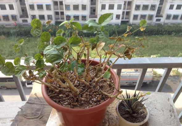 茉莉花树为什么掉叶子 茉莉花的叶子为什么干枯掉了