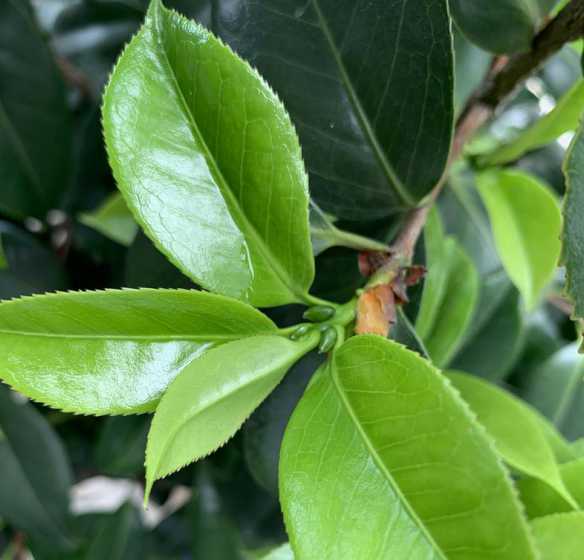 茶花正常叶子什么样子 茶花树的叶子是什么形状