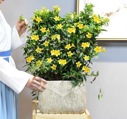 法国香水用什么土栽好 法国香水花的养殖方法和注意事项是什么