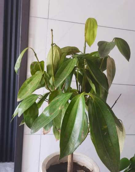 平安树黄叶是怎么补救 节节高杆子发黄怎么办