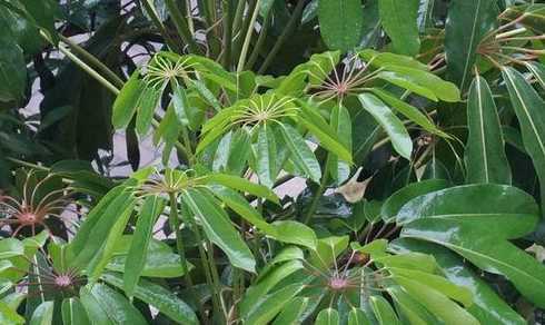 昆士兰伞木属于什么科 昆士兰伞木这种植物,应该如何给它修剪