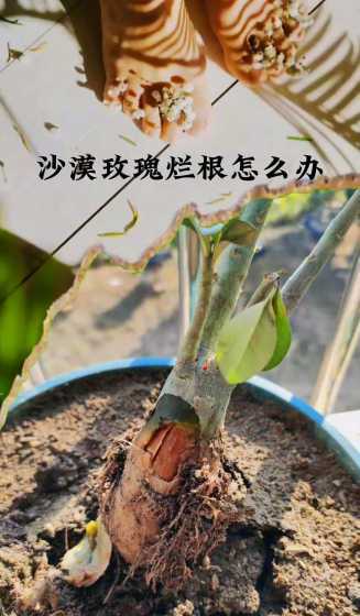 沙漠玫瑰烂根了怎么办 沙漠玫瑰烂根怎么处理,还能活吗