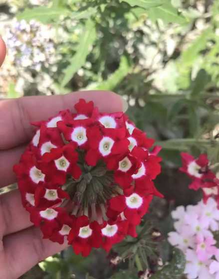 什么草坪草籽长得最快 草坪草籽哪个品种好