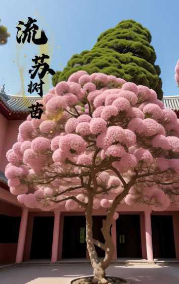 流苏树的花有什么郊果 流苏树的花叫什么花