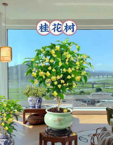 客厅养桂花树注意什么 种桂花树要注意什么