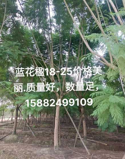 蓝花楹四川的价格多少 中国罗城门票价格