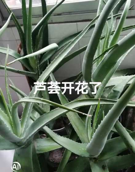 芦荟冬天开花预示什么 风水学来说芦荟开花预示什么