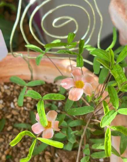酢浆草花谢了怎么处理 酢浆草花梗伸不出叶子来怎么办