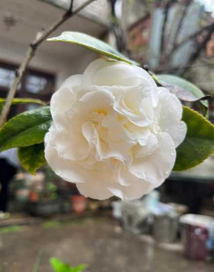 山茶提前开花怎么处理 如何令山茶花快些开花