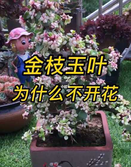 金支玉叶为什么不开花 金枝玉叶为什么不开花