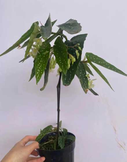 竹节海棠用什么花盆种 怎么种竹节海棠