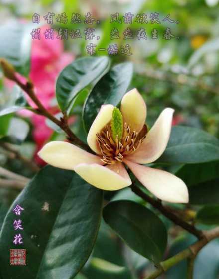 含笑花价格多少钱一棵 含笑花一年开几次花